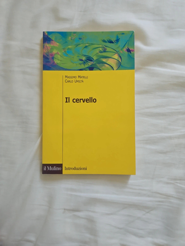 Il cervello
