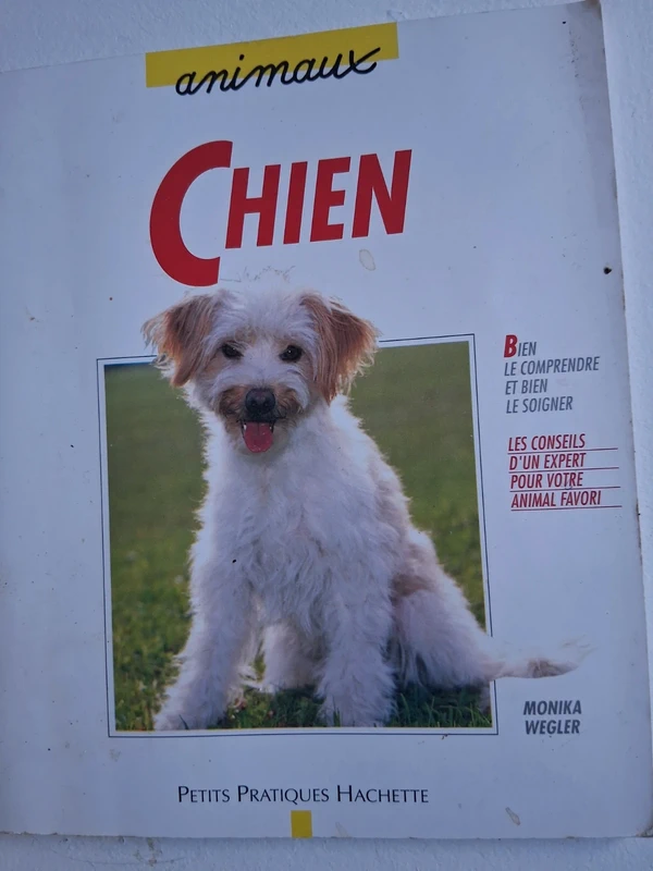 Chien