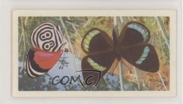 1964 Brooke Bond Farfalle del Mondo Nymphalidae #31 0e3