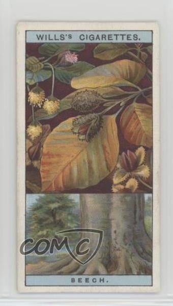 1924 testamenti alberi da fiore e arbusti tabacco faggio #8 1i3