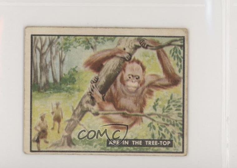 1950 Topps Bring 'Em Back Alive Ape in the Tree-Top #72 z6d