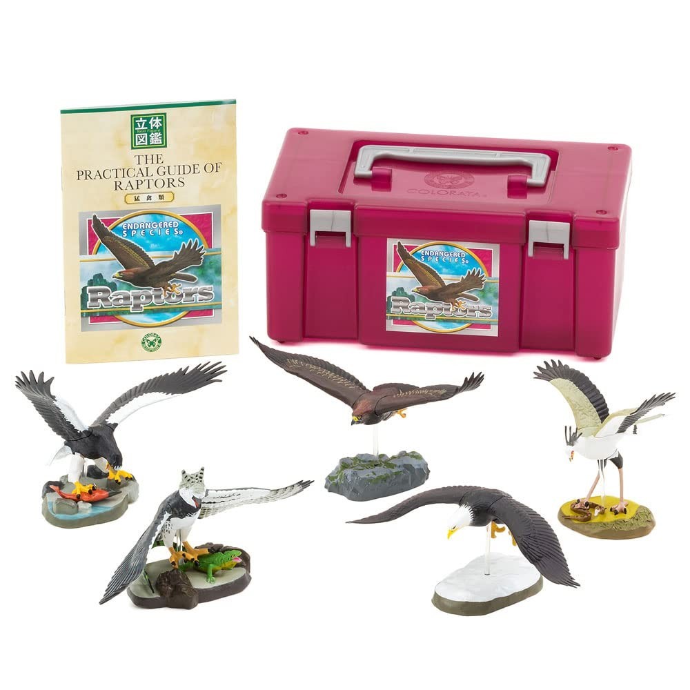 Carolata Raptor box Birds of Prey Figure 3D Picture Book Eagle Bird / 5 tipi