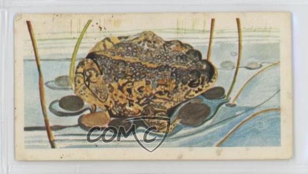 1978 Brooke Bond Vanishing Wildlife Tea Natterjack Toad #4 0kb5