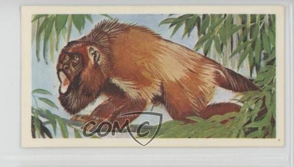 1976 Brooke Bond Wonders of Wildlife Tea Loudest Voice #11 z6d