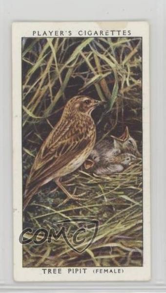 Pipa albero tabacco 1937 Player's Birds & Their Young #30 0l2