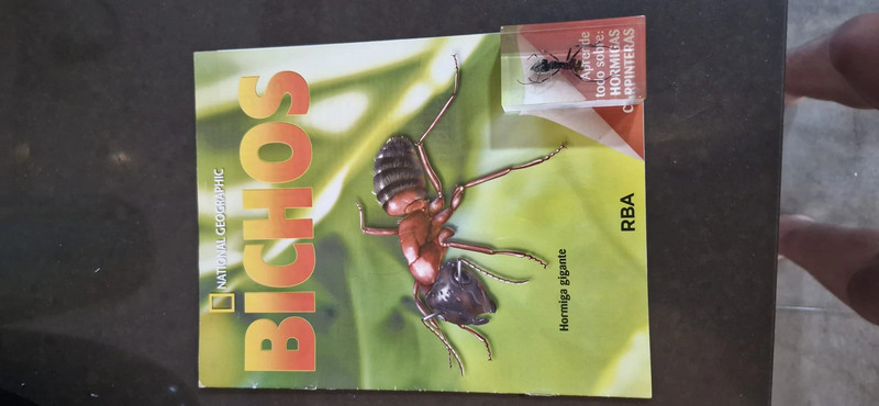bicho resina con su revista