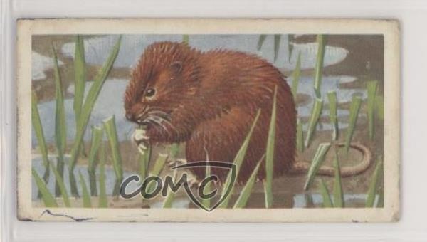 1958 Brooke Bond British Wild Life The Water Vole #29 1i3