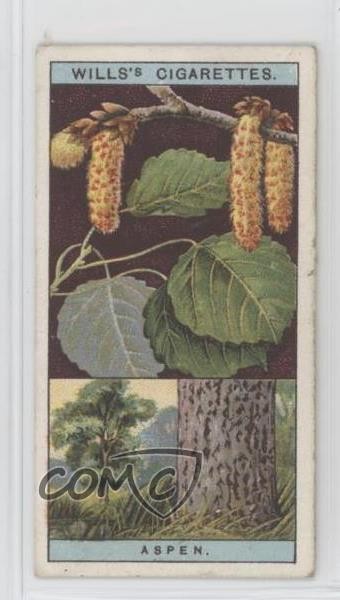 1924 Wills Flowering Trees & Shrubs Tobacco Aspen #6 19x5
