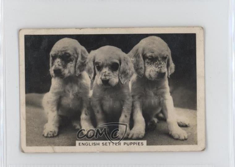 1939 Senior Service Dogs Tobacco English Setter Puppies #4 3c7