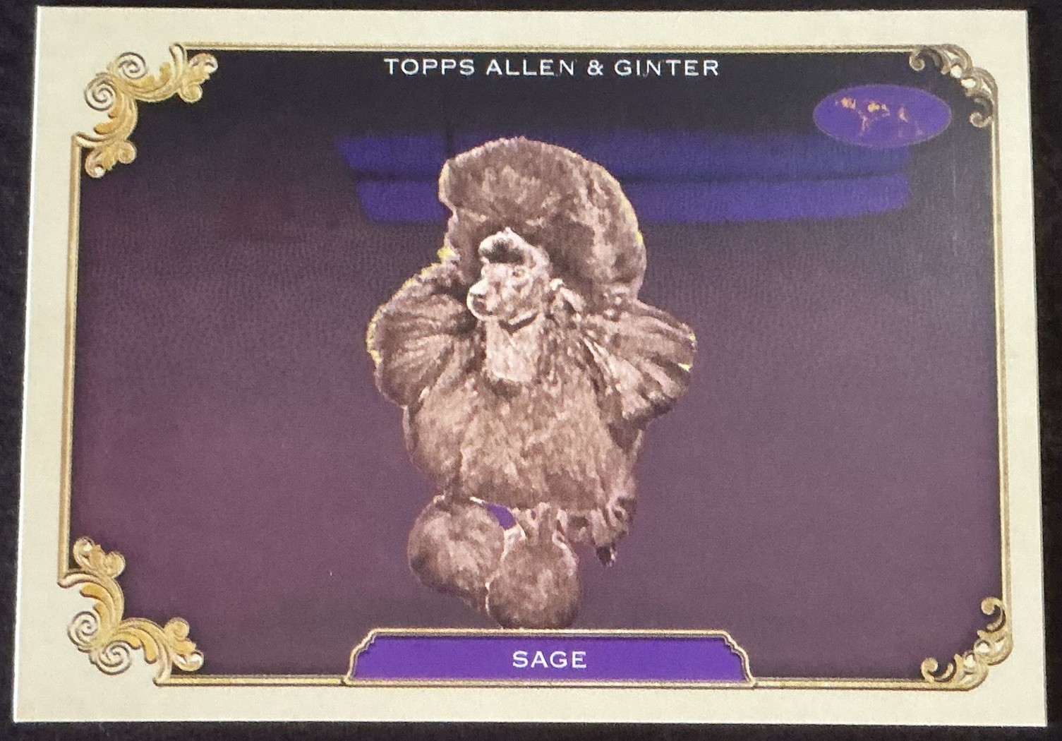 2024 Topps Allen & Ginter Best In Show Westminster Kennel Club #35 SAGE