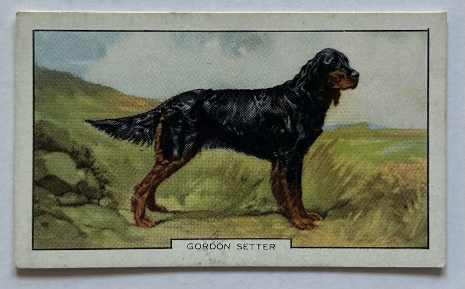 Gallaher Dogs 2nd Series No 11 Gordon Setter Cigarette Card