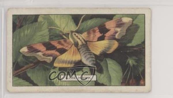 1938 Gallaher Farfalle e Falene Tabacco Lime Hawk #47 1i3