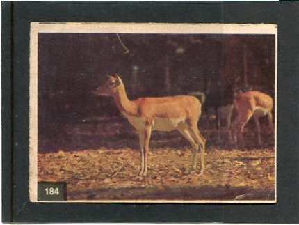 Figurine Animali Antilope   n. 184