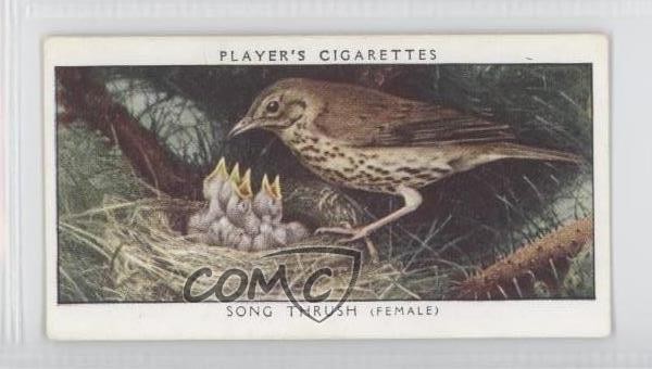 1955 Player's Birds & Their Young Series 1 Tobacco Song Thrush #21 1i3