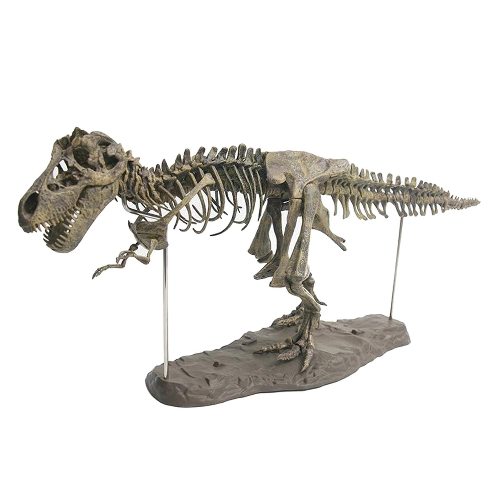 Dinosauro Scheletro Modello Dinosauro Fossili Assemblaggio Collezionista