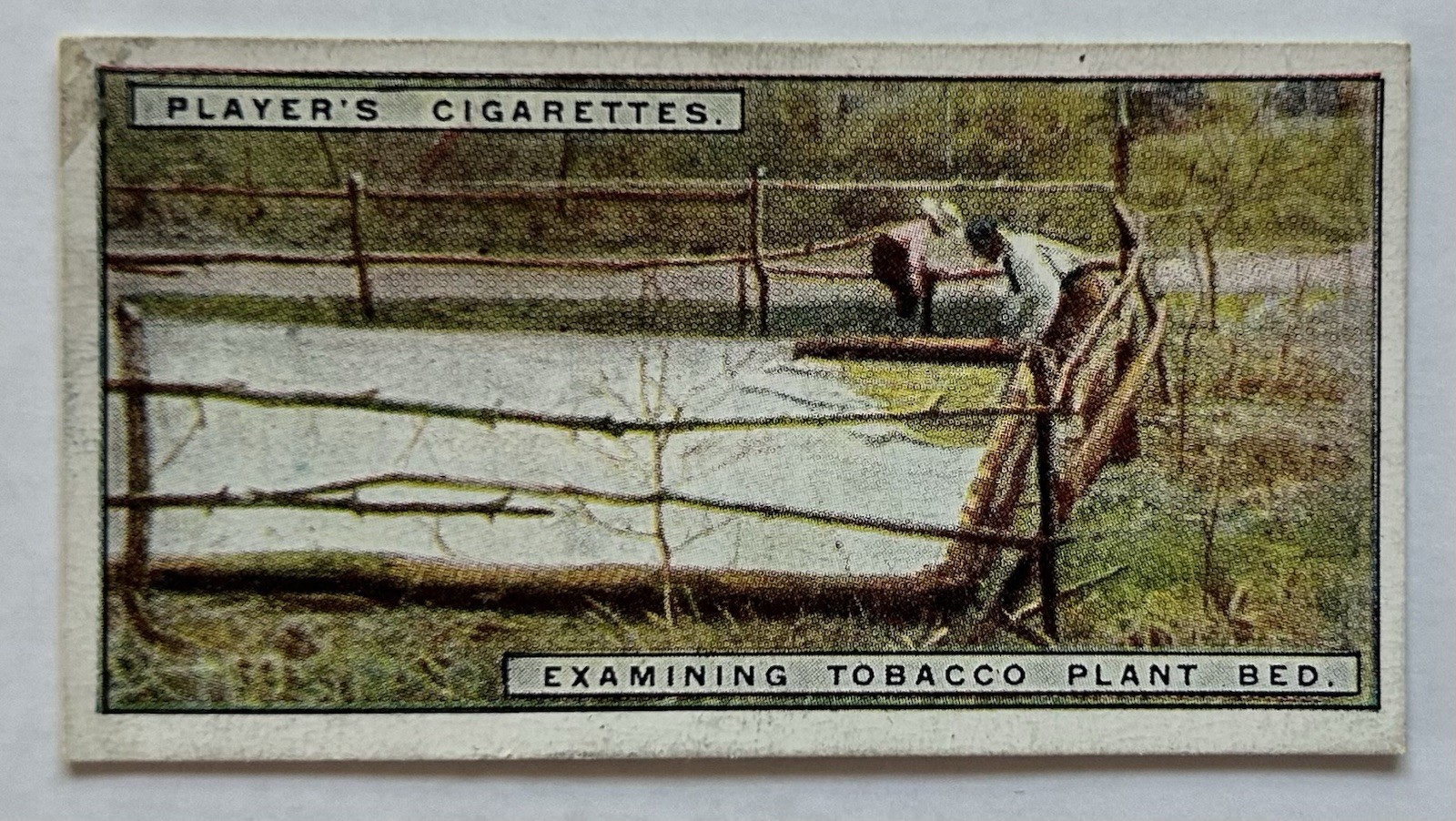 Player’s Tobacco Card Examining Tobacco Plant Bed Scene #2 CC5 