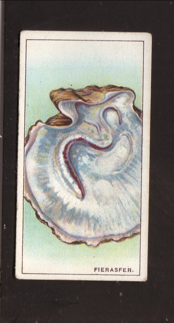 1928 Fierasfer Meraviglie del Mare Carta Sigaretta Volontà #9 EX