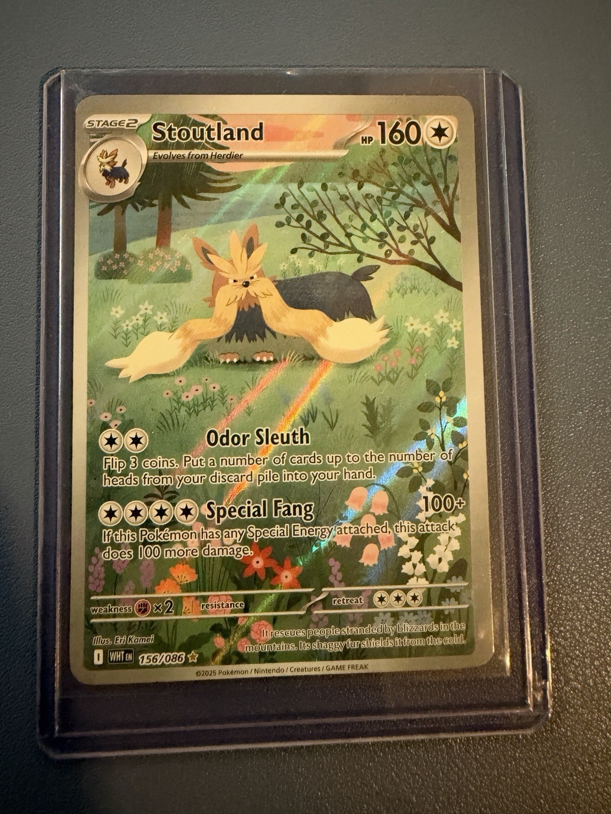 Stoutland Holo Illustrazione Rara SV: White Flare 156/086 quasi nuova