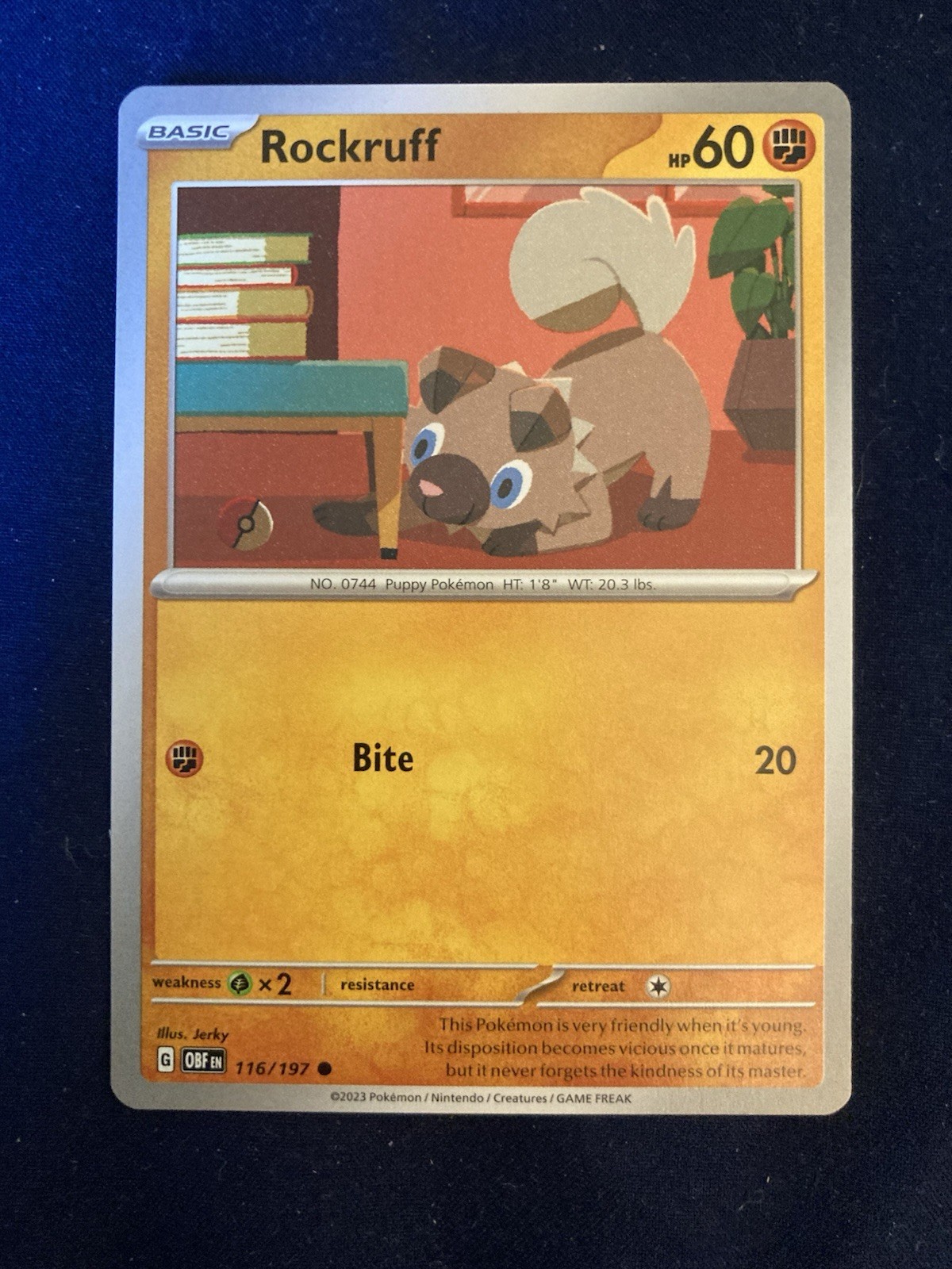 Rockruff 116/197 SV03: Fiamme di Ossidiana Base Regolare Comune