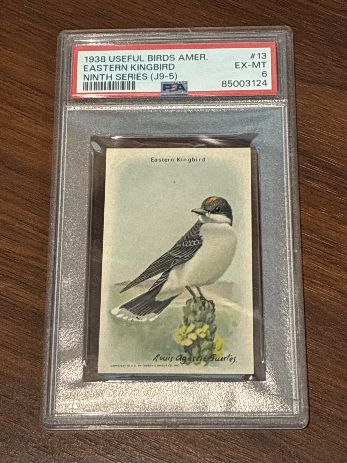 1938 Church & Dwight J9-5 Useful Birds Of America (9th) EASTERN KINGBIRD PSA 6