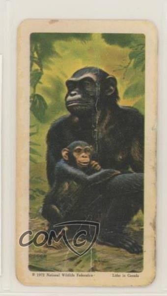 1967 Brooke Bond Red Rose Animals and Their Young Tea Chimpanzee #8 0b2