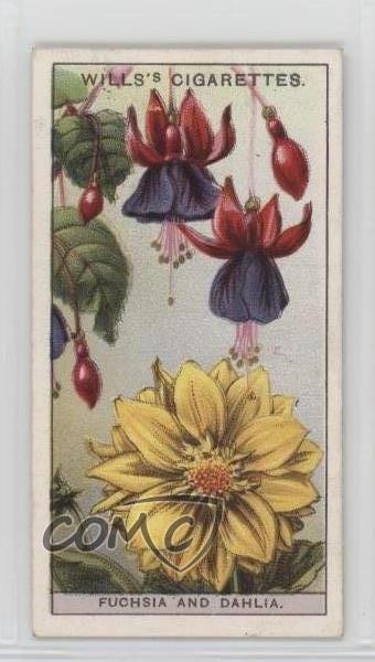 1933 Wills Do You Know Series 4 Tobacco Fuchsia and Dahlia #22 1i3