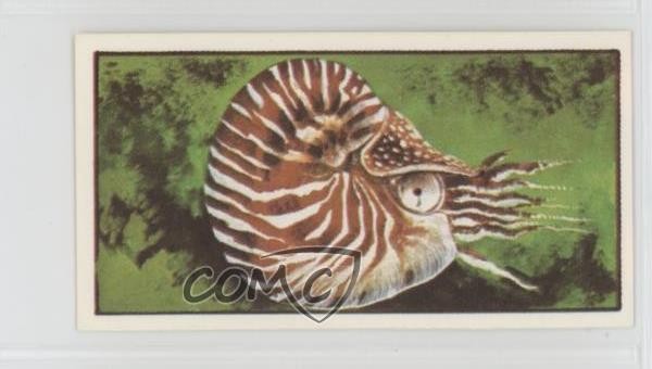 1979 Bassett Creature viventi del nostro mondo Nautilus perlato #31 0kb5