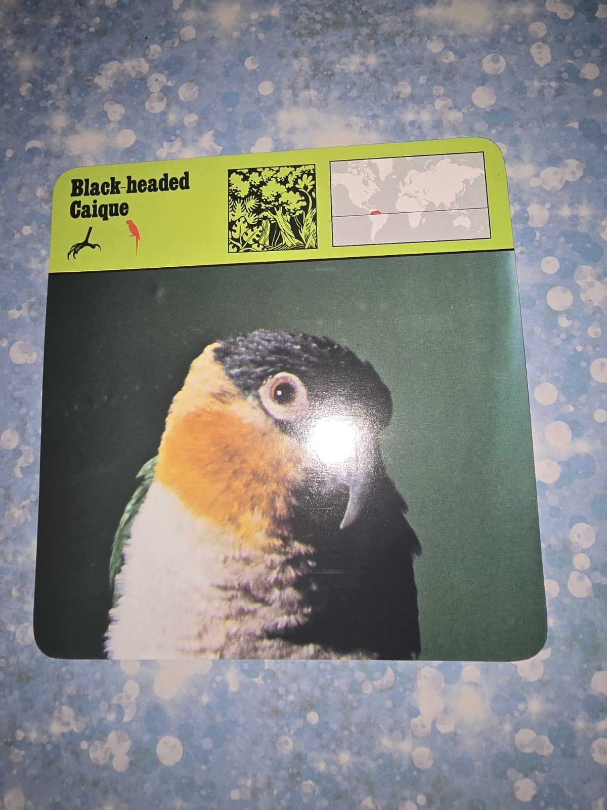 Black-headed Caique Safari Recontre Edition 4 3/4" x 4 3/4" Card