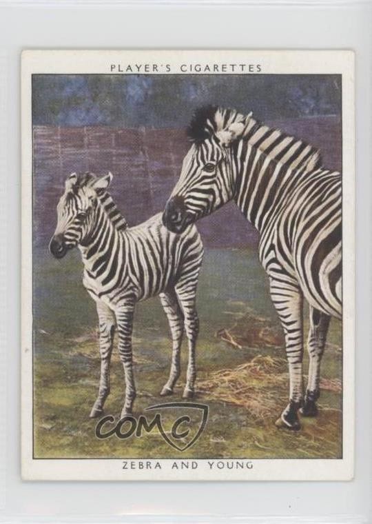 1938 Player's Cigarettes Zoo Babies Tobacco Zebra and Young #25 0j8f
