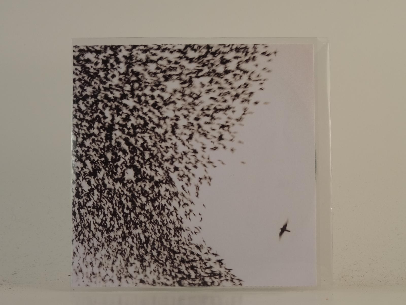 WILCO WHAT LIGHT (H1) 1 Track Promo CD Single plus Picture Sleeve NONESUCH RECOR