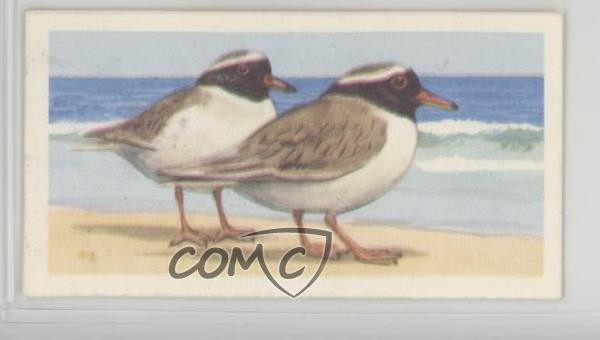 1963 Brooke Bond Wildlife in Danger Tea Nuova Zelanda Shore Plover #36 0w8f