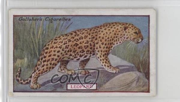 1921 Gallaher Animals & Birds of Commercial Value Tobacco Leopard #35 0l4h