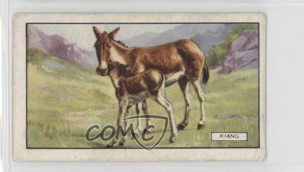 1937 Gallaher Animali Selvatici Tabacco Kiang #25 a8x