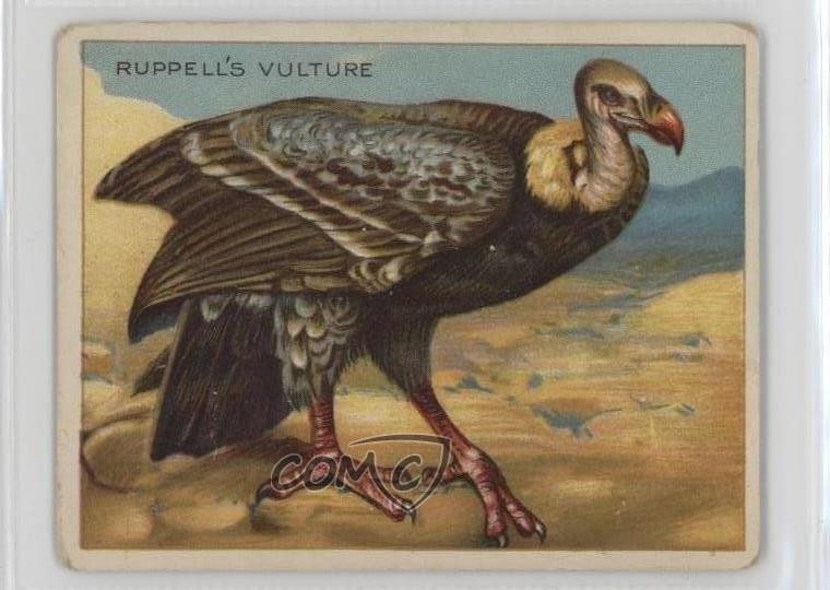 1909-11 Hassan Animals Series Tobacco T29 Ruppell's Vulture 0l4h
