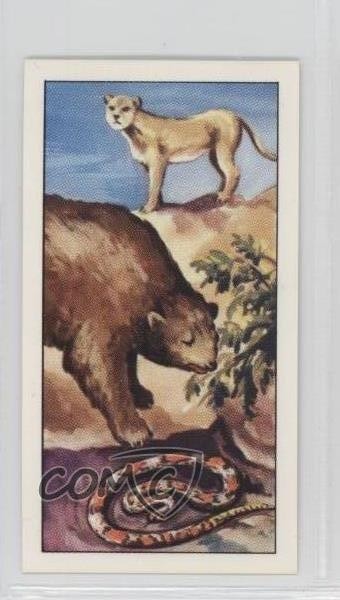 1963 Barratt The Wild West Series of 25 Tea Animals of the West #19 m4e