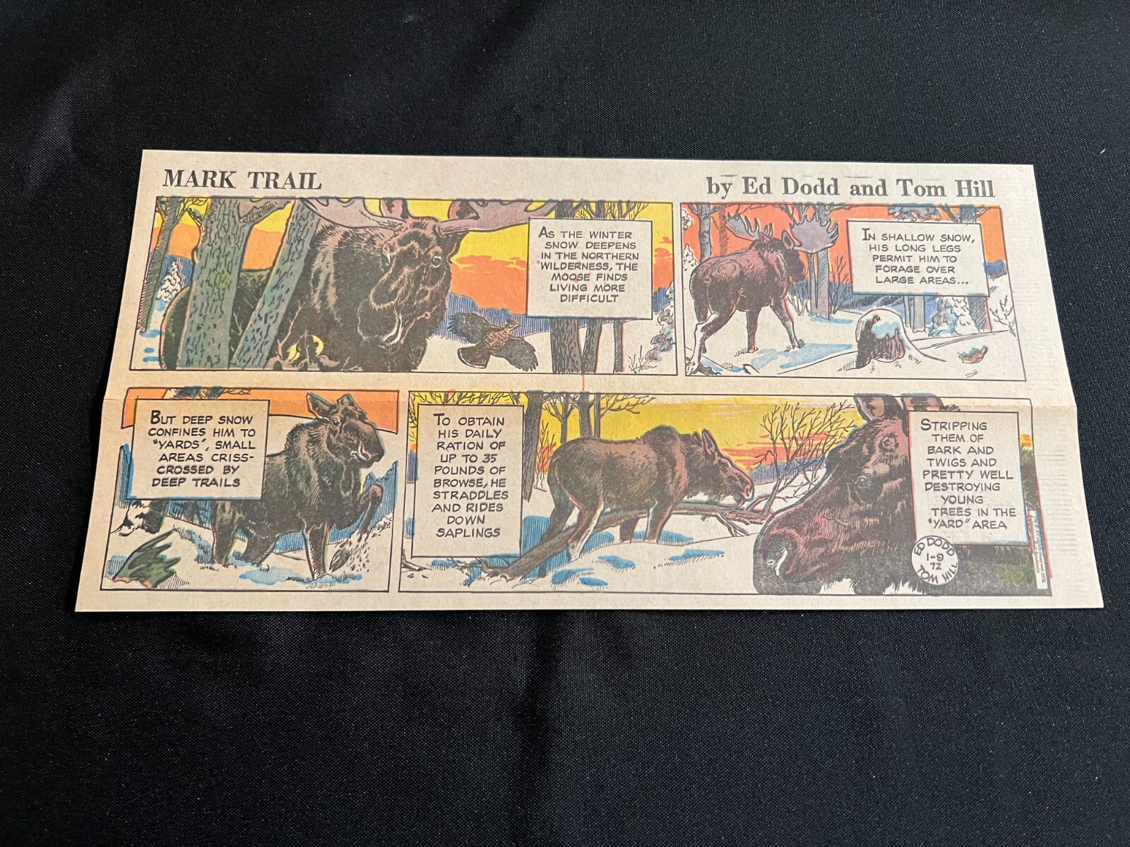 #19a MARK TRAIL di Ed Dodd Lotto di 30 fumetti domenica terza pagina 1972