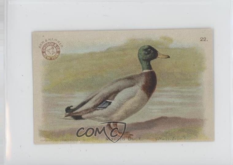 1904 Arm & Hammer Game Bird Series Mallard Duck #22 0zv5
