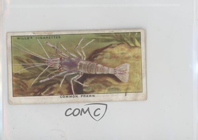 1938 Wills The Sea-Shore Tabacco Gambero Comune #25 11z5
