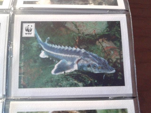 Figurina Il Giro del Mondo in 180 figurine WWF COOP 2011 n°9 nuova