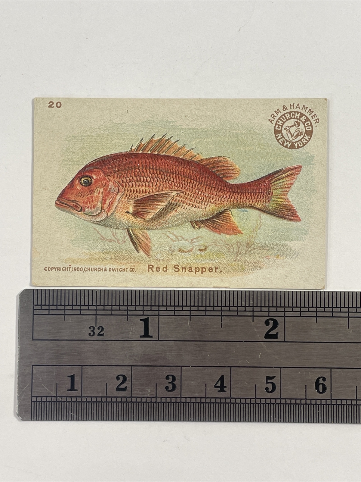 Arm & Hammer Church & Co. Fish Series Small Size #20 Red Snapper Trade Card
