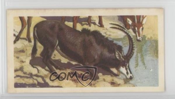 1962 Brooke Bond African Wild Life tè zibellino antilope #37 1md