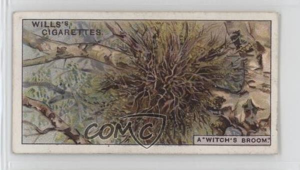 1933 Wills Do You Know Serie 4 Tabacco cosa rende le scope delle streghe? #50 1i3