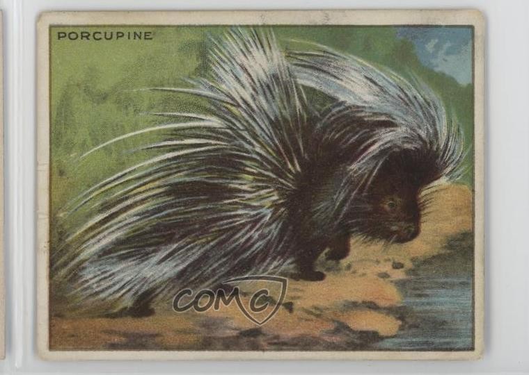 1909-11 Hassan Serie Animali Tabacco T29 Porcospino 14rq