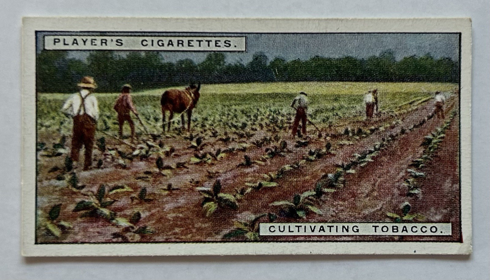 Player’s Tobacco Card Cultivating Tobacco Farm Mule Scene #5 CC5