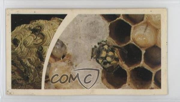 1981 Brooke Bond Small Wonders Tea The Wasp Wasp #24 0kb5
